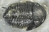 Detailed Gerastos Trilobite Fossil - Morocco #363933-1